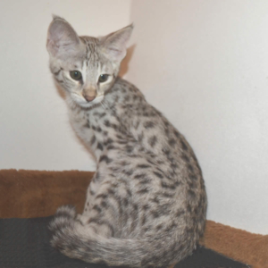 F2 Savannah Kittens Available in Ohio Savannah Cats Call 419 550 1265