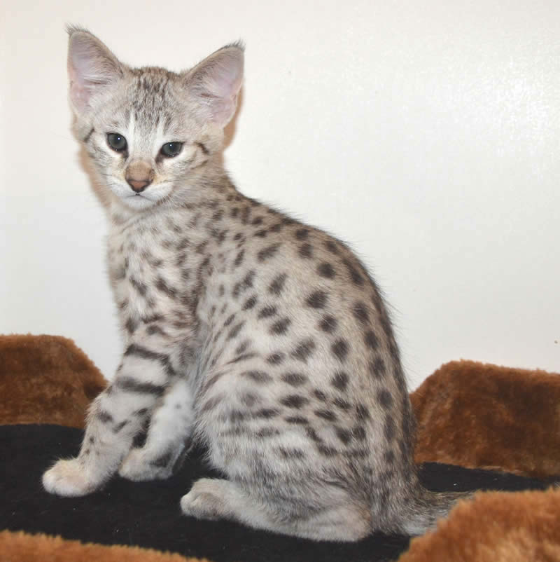 F2 Savannah Kittens Available in Ohio Savannah Cats Call 419 550 1265