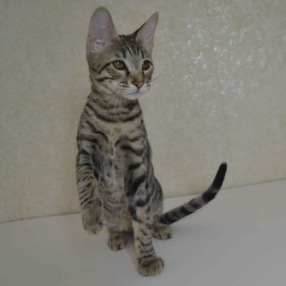 F6 Savannah Kittens for Sale Amanukatz Savannah Cats Ohio 