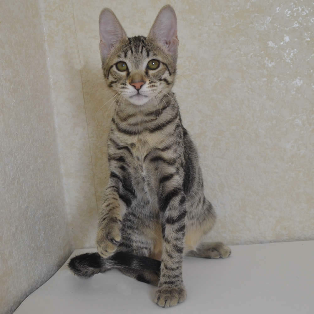 F6 Savannah Kittens for Sale Amanukatz Savannah Cats Ohio ...