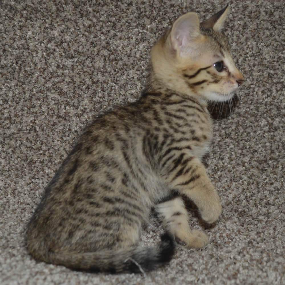 F5 Savannah Kittens Available Savannah Kittens for Sale Generation F5