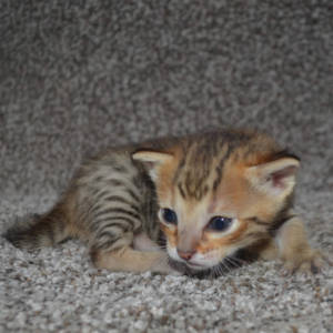 F5 Savannah Kittens Available Savannah Kittens for Sale Generation F5