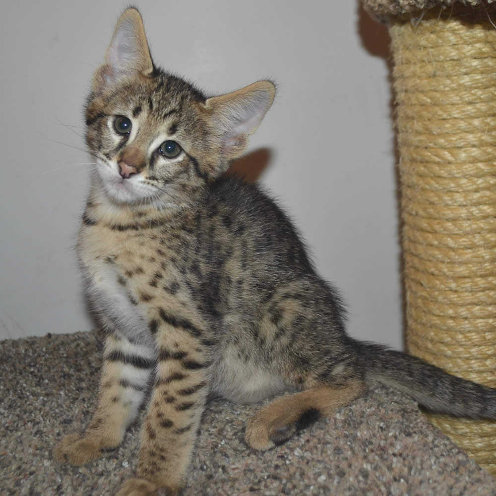 F2 Savannah Kittens Available in Ohio Savannah Cats Call 419 550 1265