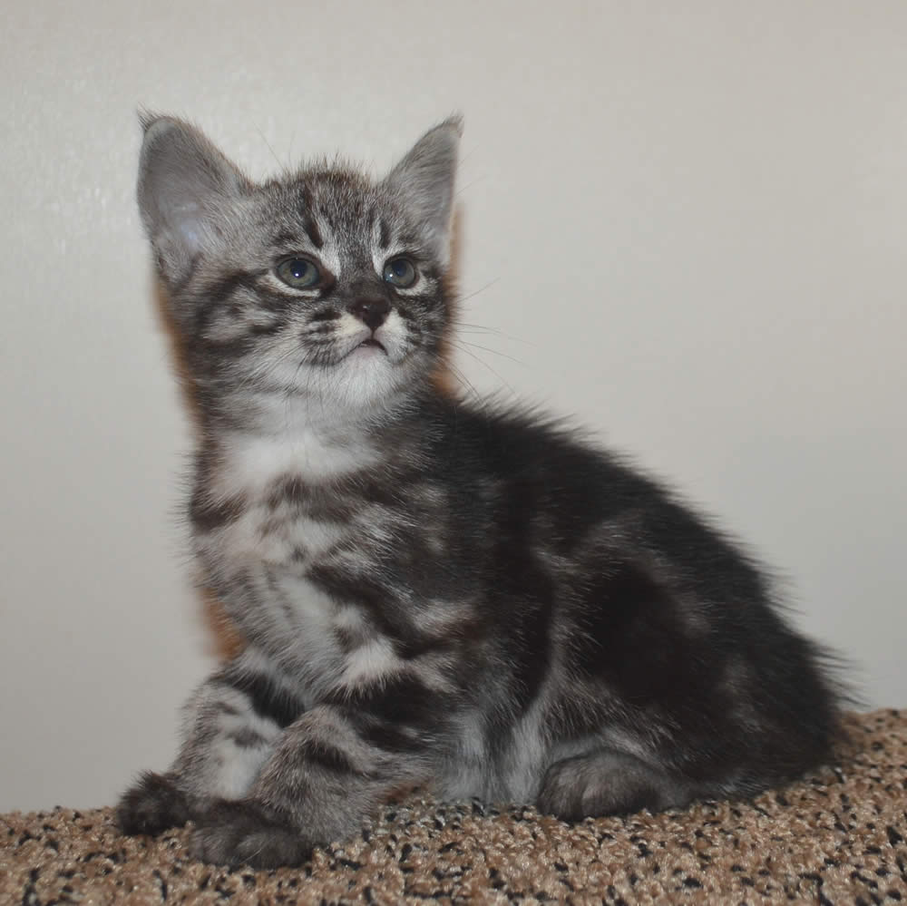 F2 Savannah Kittens Available in Ohio Savannah Cats Call 419 550 1265