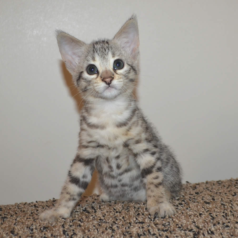 F2 Savannah Kittens Available in Ohio Savannah Cats Call 419 550 1265