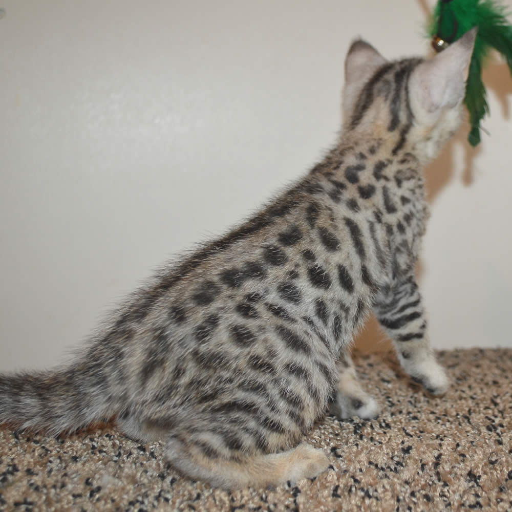 F2 Savannah Kittens Available in Ohio Savannah Cats Call 419 550 1265