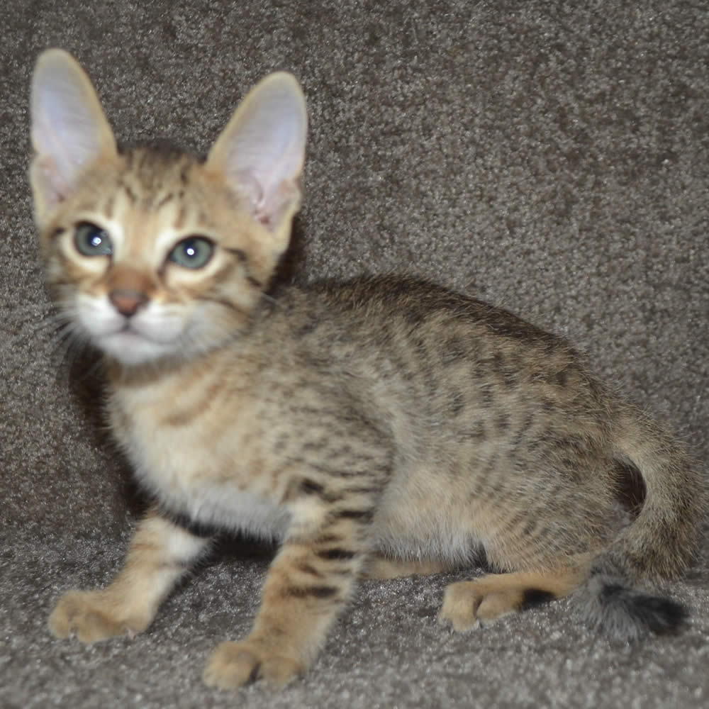 F6 Savannah Kittens for Sale Amanukatz Savannah Cats Ohio Michigan