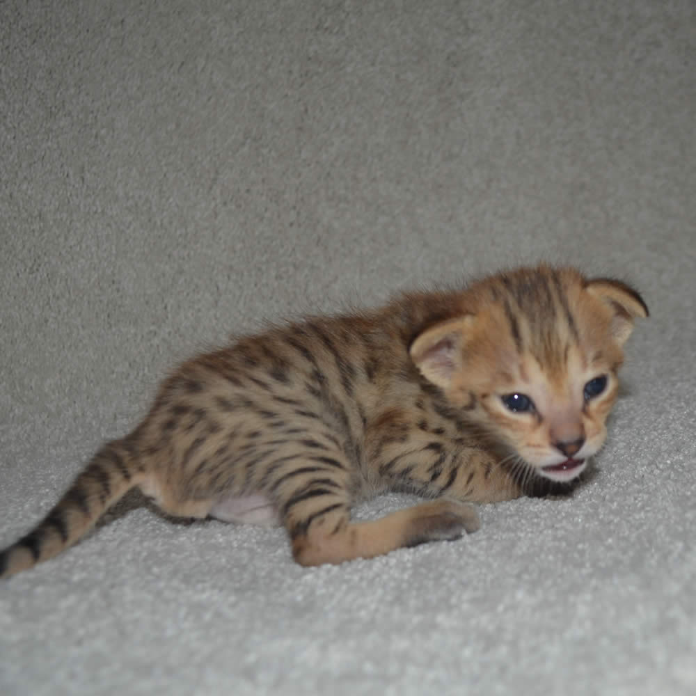 F2 Savannah Kittens Available In Ohio Savannah Cats Call 419 550 1265