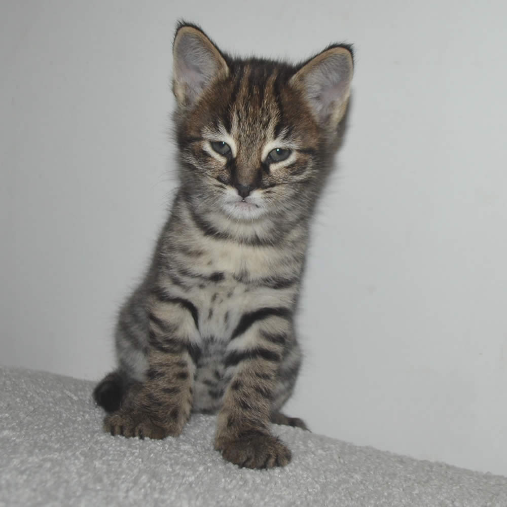 F2 Savannah Kittens Available in Ohio Savannah Cats Call 419 550 1265