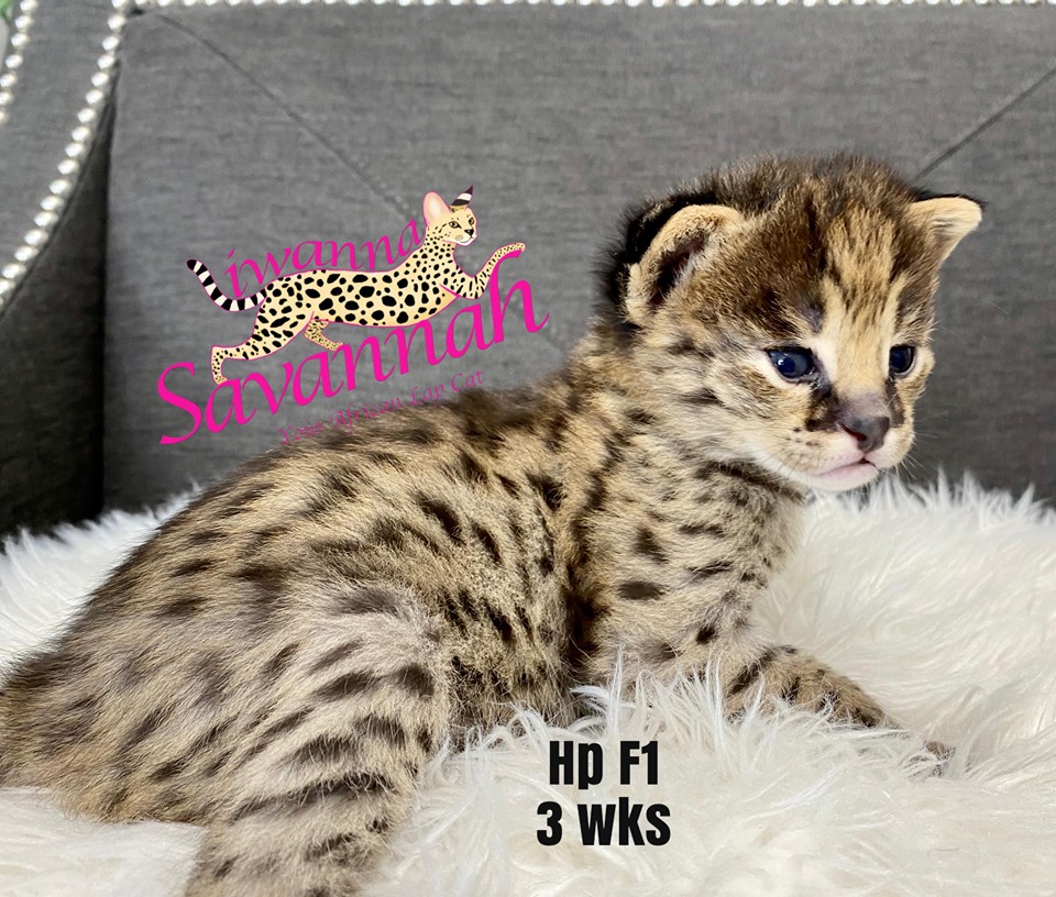  F1 Savannah Kittens for Sale Available F1 Savannah kittens Price