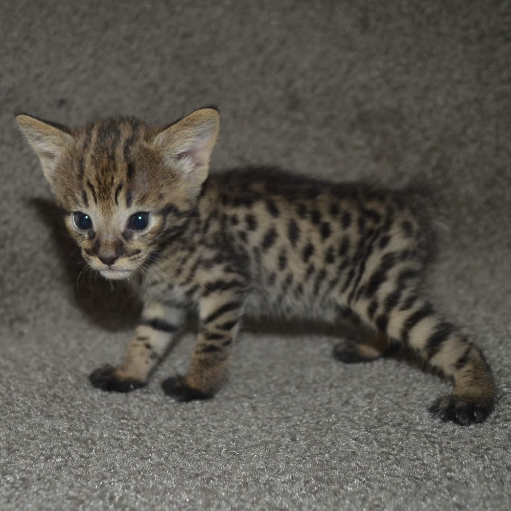 F2 Savannah Kittens Available In Ohio Savannah Cats Call 419 550 1265