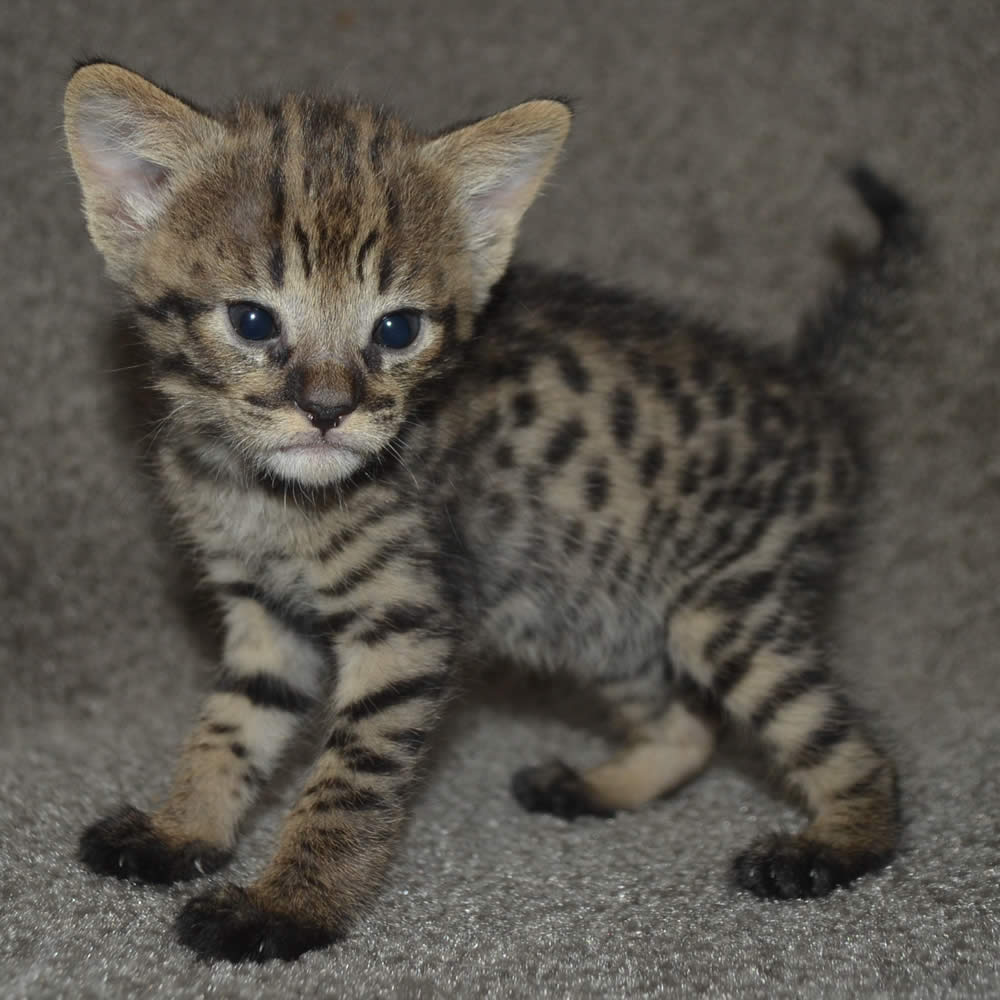 F2 Savannah Kittens Available in Ohio Savannah Cats Call 419 550 1265