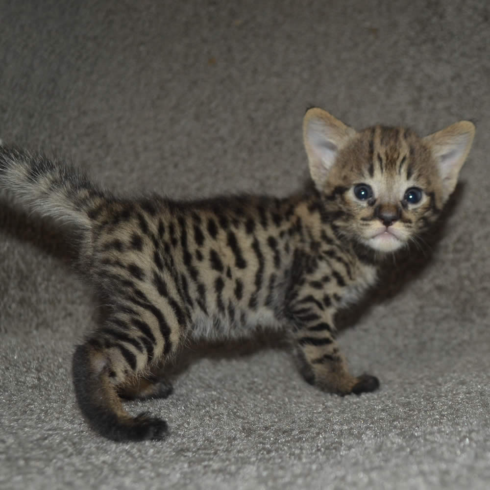 F2 Savannah Kittens Available in Ohio Savannah Cats Call 419 550 1265