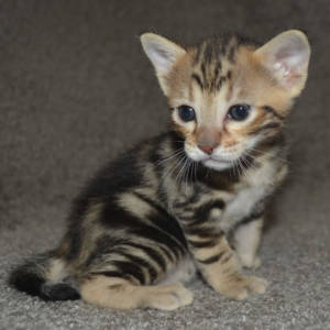 F5 Savannah Kittens Available Savannah Kittens For Sale Generation F5