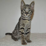 F2 Savannah Kittens Available in Ohio Savannah Cats Call 419 550 1265