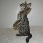 F2 Savannah Kittens Available in Ohio Savannah Cats Call 419 550 1265