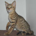 F2 Savannah Kittens Available in Ohio Savannah Cats Call 419 550 1265