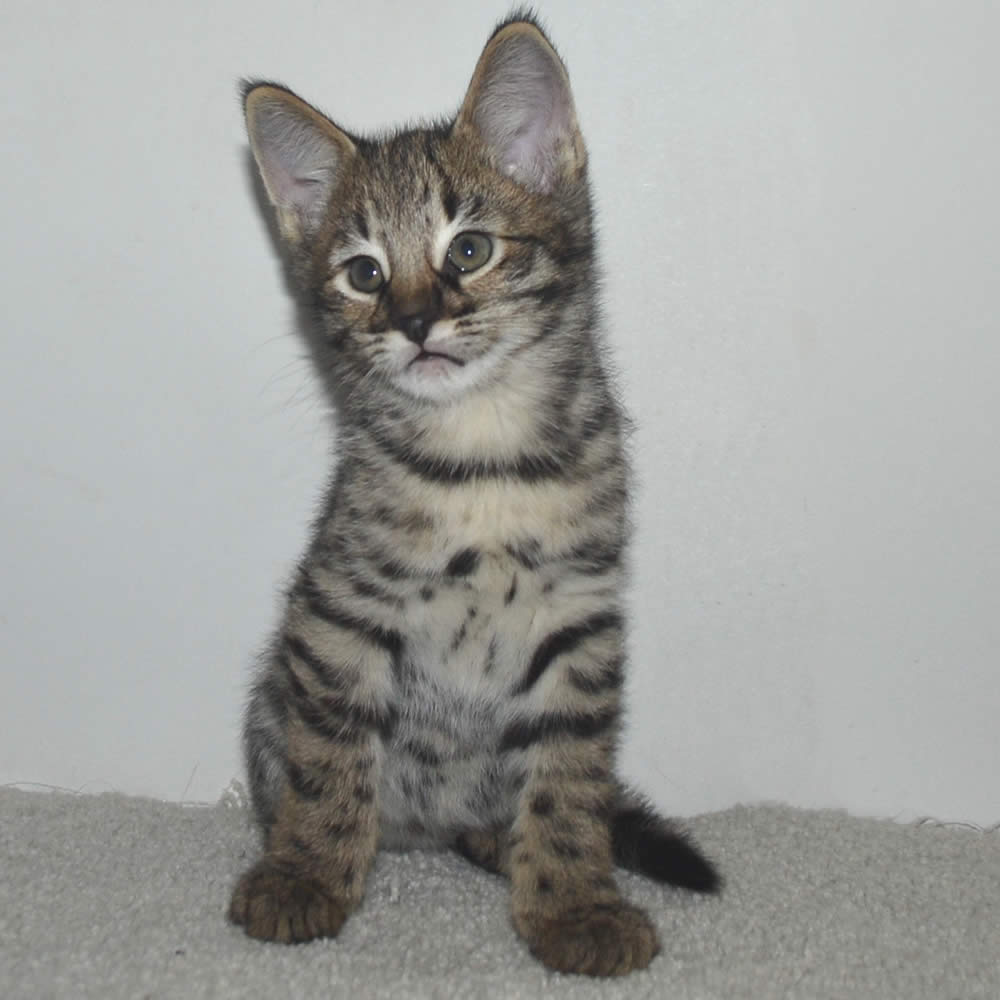 F2 Savannah Kittens Available in Ohio Savannah Cats Call 419 550 1265