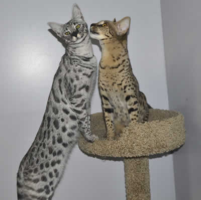 48 Top Images F1 Female Savannah Cat Price - Pedigree Savannah female cat REDUCED PRICE | Darlington ...
