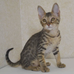 F5 Savannah Kittens Available Savannah Kittens for Sale Generation F5