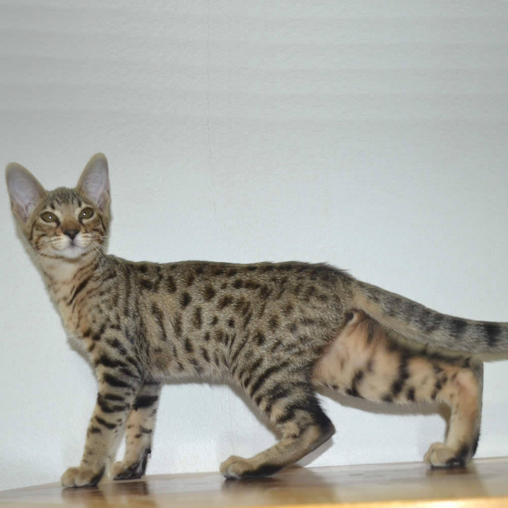 F6 Savannah Kittens for Sale Amanukatz Savannah Cats Ohio Mi and Pa