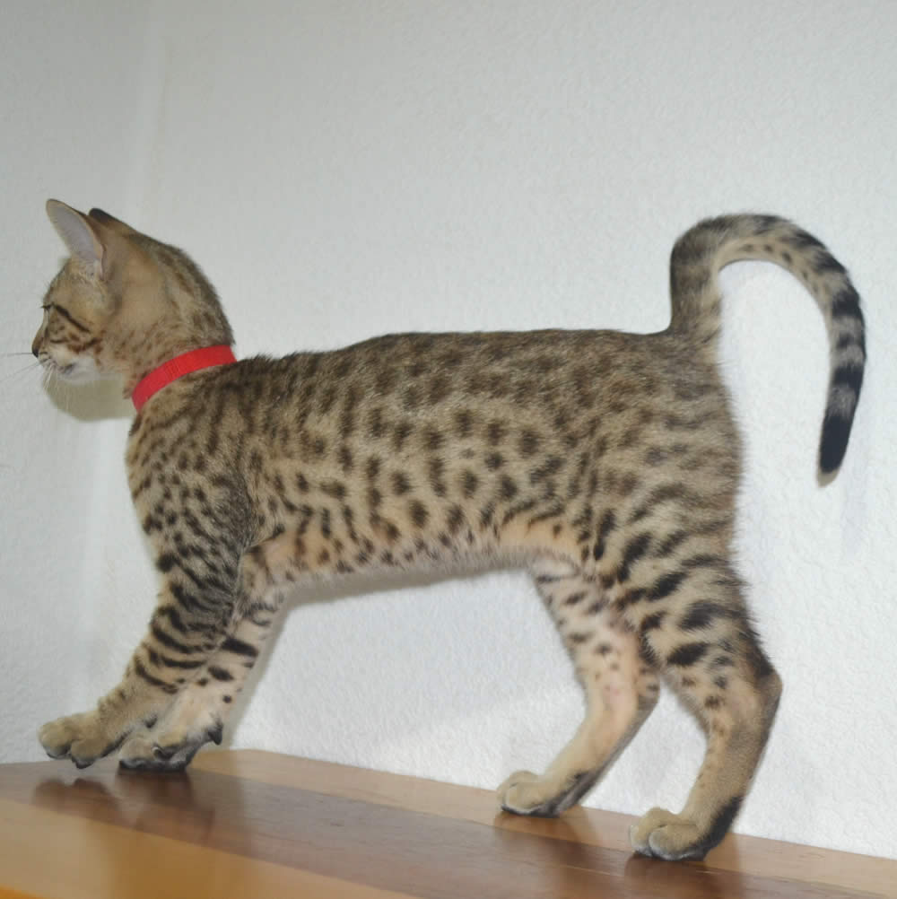 F6 Savannah Kittens for Sale Amanukatz Savannah Cats Ohio ...