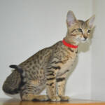 F6 Savannah Kittens for Sale Amanukatz Savannah Cats Ohio Mi and Pa