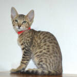 F6 Savannah Kittens for Sale Amanukatz Savannah Cats Ohio Mi and Pa