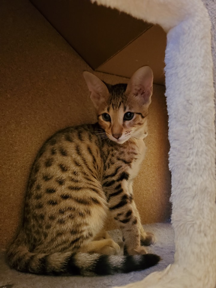 F6 Savannah Kittens for Sale Amanukatz Savannah Cats Ohio 