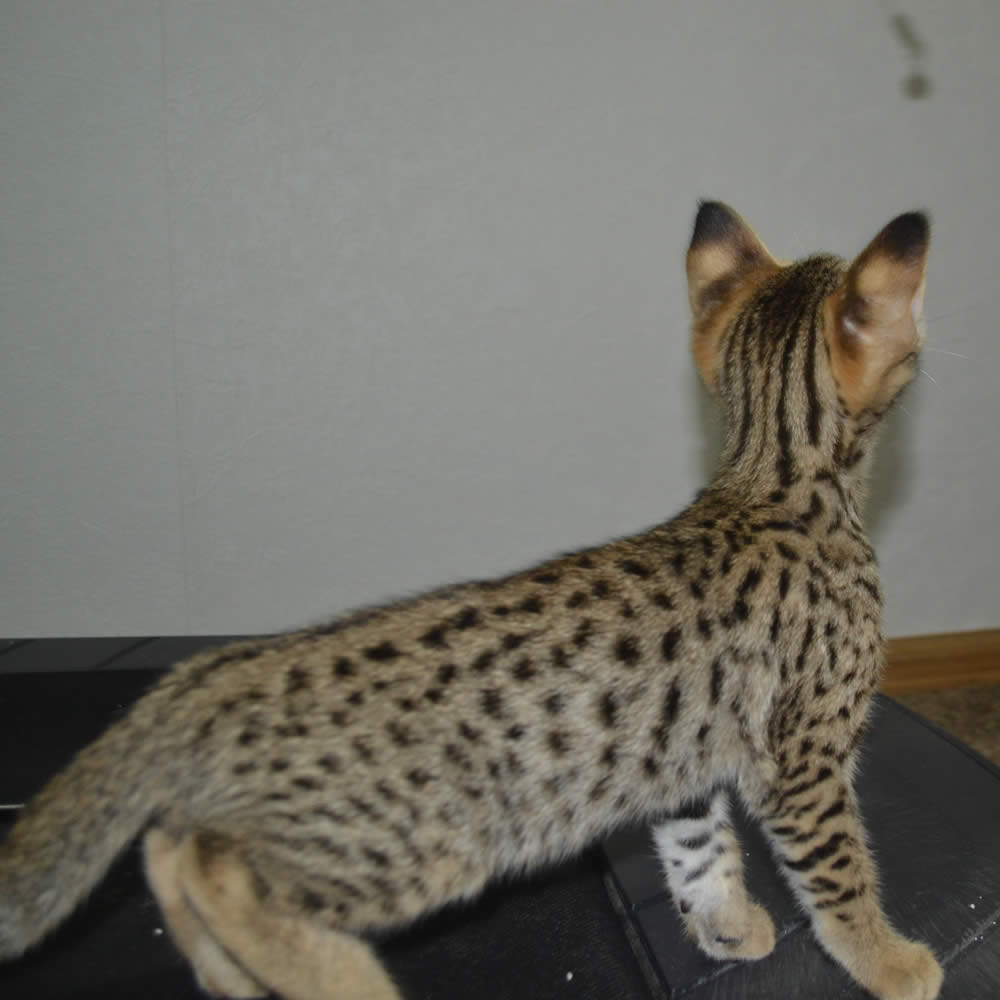 F2 Savannah Kittens Available in Ohio Savannah Cats Call 419 533 3719