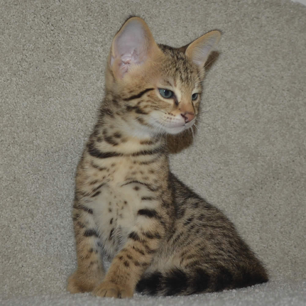 F2 Savannah Kittens Available in Ohio Savannah Cats Call 419 533 3719