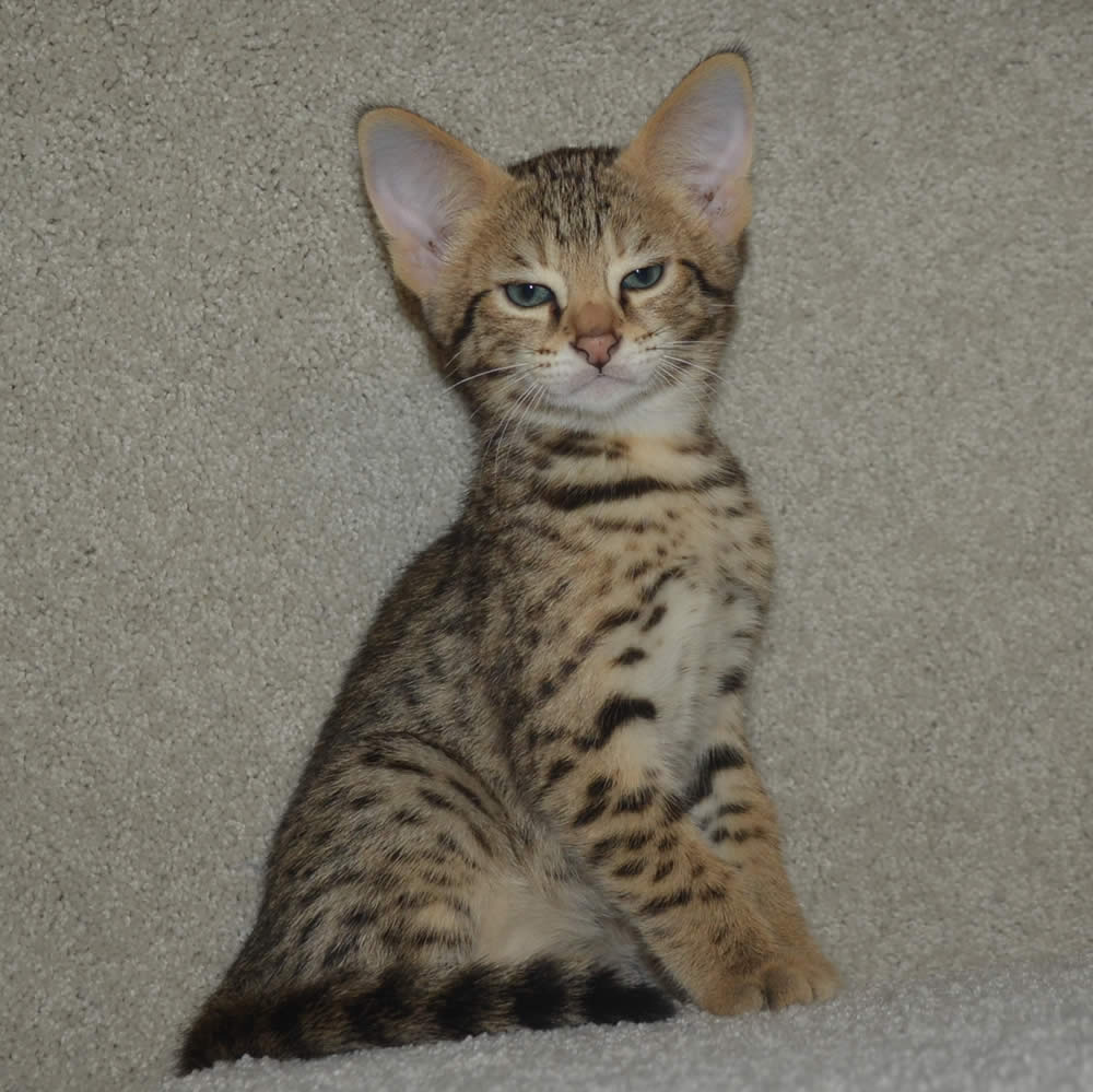 F2 Savannah Kittens Available in Ohio Savannah Cats Call 419 550 1265