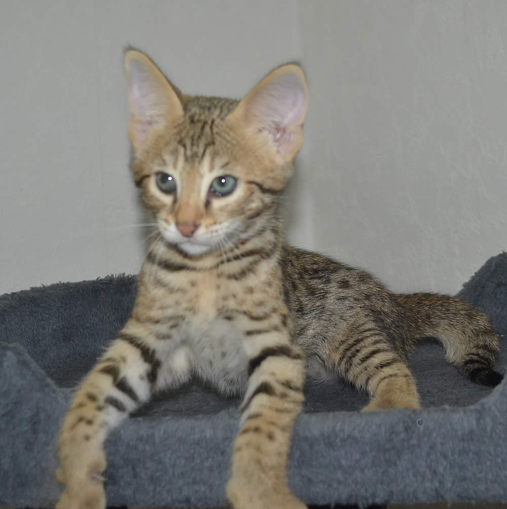 F2 Savannah Kittens Available in Ohio Savannah Cats Call 419 533 3719