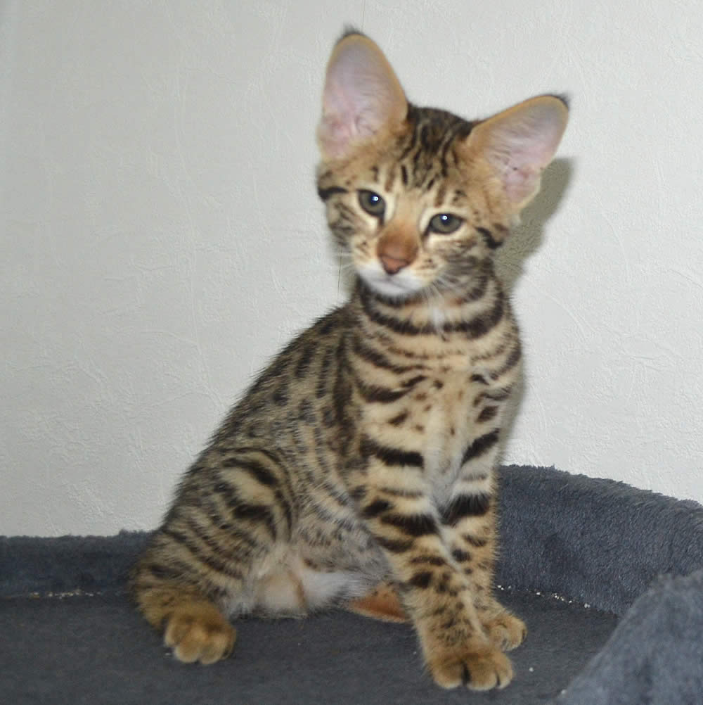 F2 Savannah Kittens Available in Ohio Savannah Cats Call 419 533 3719