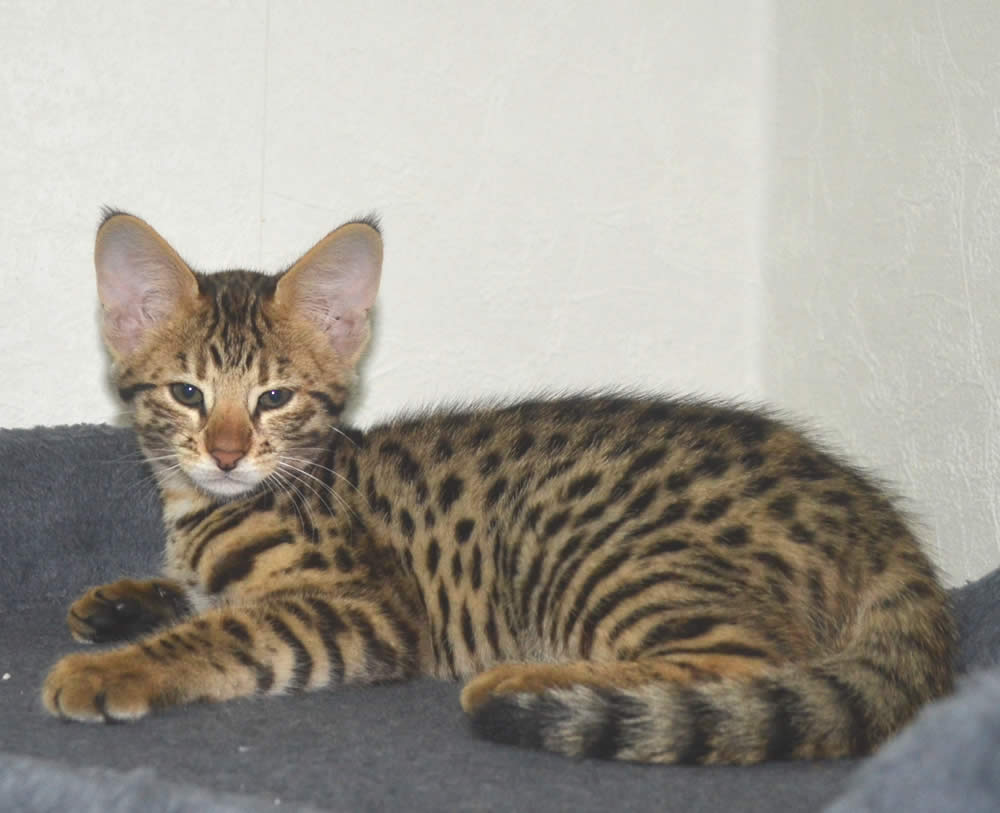 F2 Savannah Kittens Available in Ohio Savannah Cats Call 419 533 3719