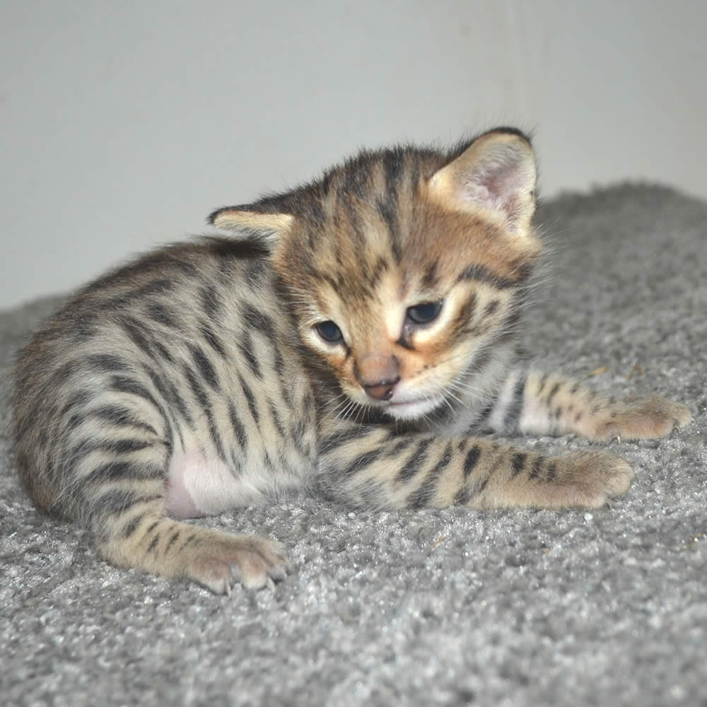 F2 Savannah Kittens Available in Ohio Savannah Cats Call 419 533 3719