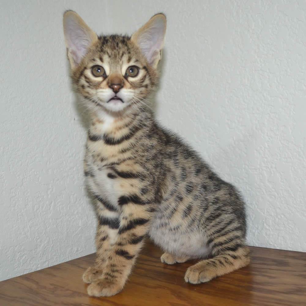 F2 Savannah Kittens Available in Ohio Savannah Cats Call 419 533 3719