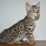 F2 Savannah Kittens Available in Ohio Savannah Cats Call 419 533 3719