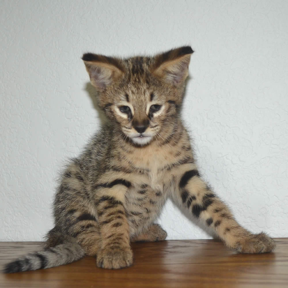 F2 Savannah Kittens Available in Ohio Savannah Cats Call 419 533 3719