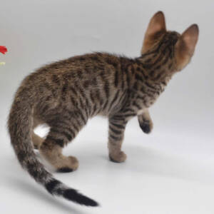 F6 Savannah Kittens for Sale Amanukatz Savannah Cats Ohio Mi and Pa