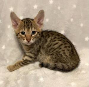 F6 Savannah Kittens for Sale Amanukatz Savannah Cats Ohio Mi and Pa