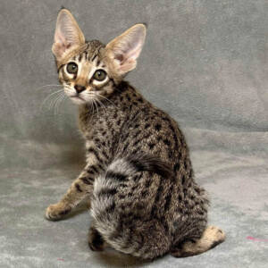 F6 Savannah Kittens for Sale Amanukatz Savannah Cats Ohio Mi and Pa