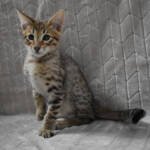 f7-savannah-kittens-anabta