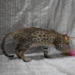 f7-savannah-kittens-anabtb