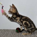 f7-savannah-kittens-anamfa