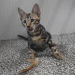 f7-savannah-kittens-anamfab