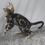 f7-savannah-kittens-anamfae