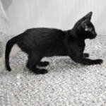 f7-savannah-kittens-anammb