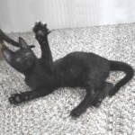 f7-savannah-kittens-anammc