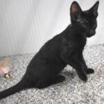 f7-savannah-kittens-anamme